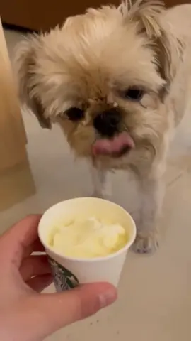 my brother already had one 🙄  #brusselsgriffon #dog #dogsofttiktok 