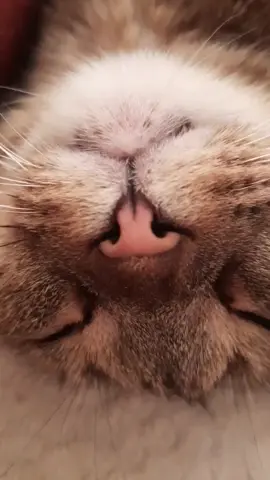 #котики #рек#кот#котейка 