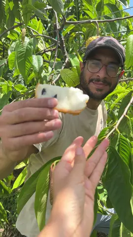 Grateful for the Rollinia abundance on our farm right now 🫶 Have you tried this fruit? 💛 For a limited time, get 24% off Rollinia + Free Shipping using codes: ROLLINIA24 + FREESHIP It’s botanical name is Annona mucosa and it’s in the Annonaceae family.  Rollinia is native to tropical South America, but the ones we offer are grown at our farm in South Florida. Get a box shipped to your door from miamifruit.org 🌈 #miamifruit #miamifruitfarm #rollinia 