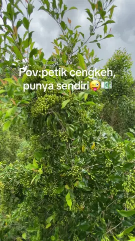 #🤪💶💵🤑 #cengkeh #petaniindonesia🇮🇩🇮🇩🇮🇩🌿🌿 #sound #panen #bugistiktok #masukberanda #bugis #fyp 