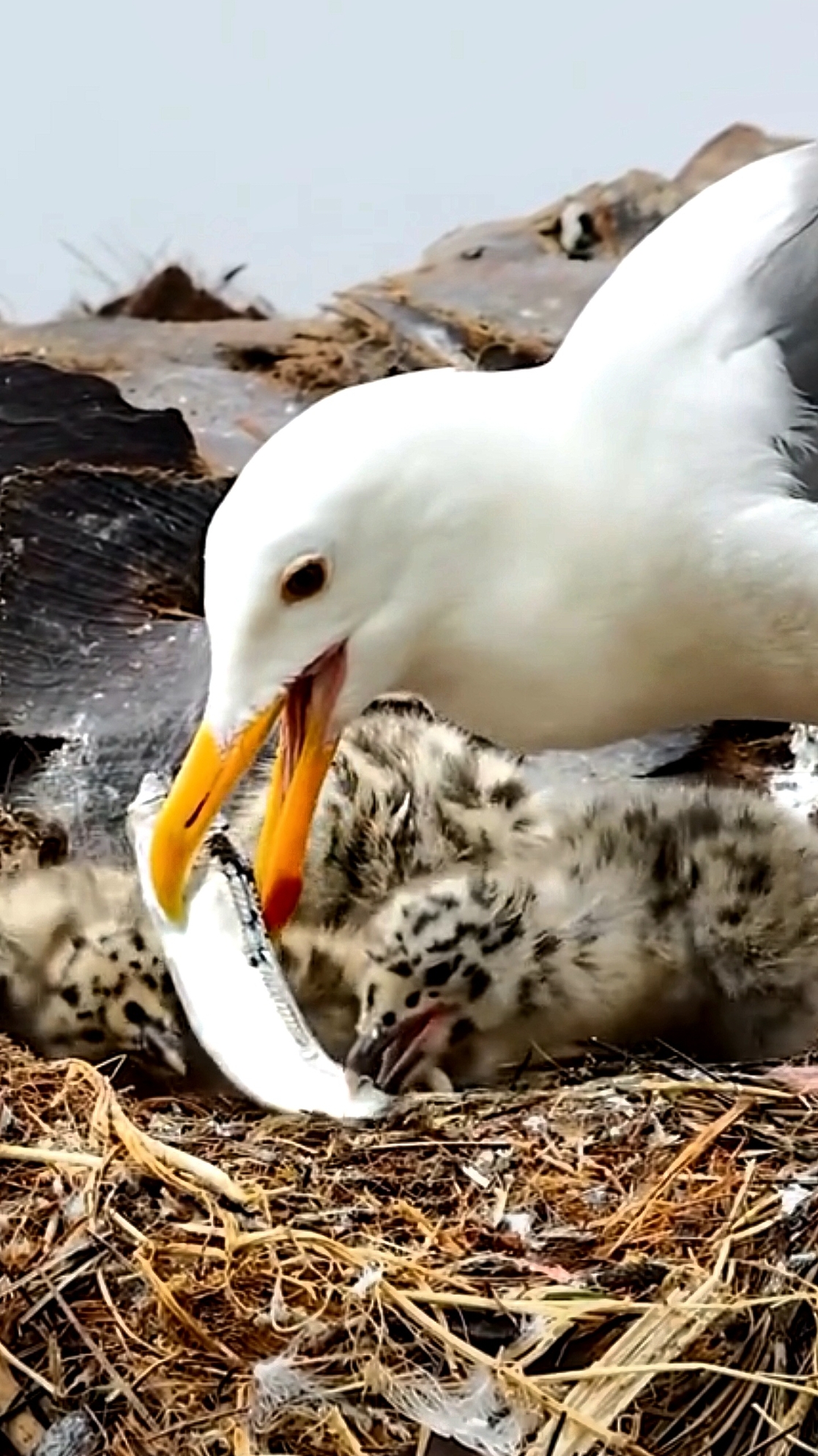 Seagull Bird  #amazing #4k #fyp #tiktok #cool #bild #fyp. 