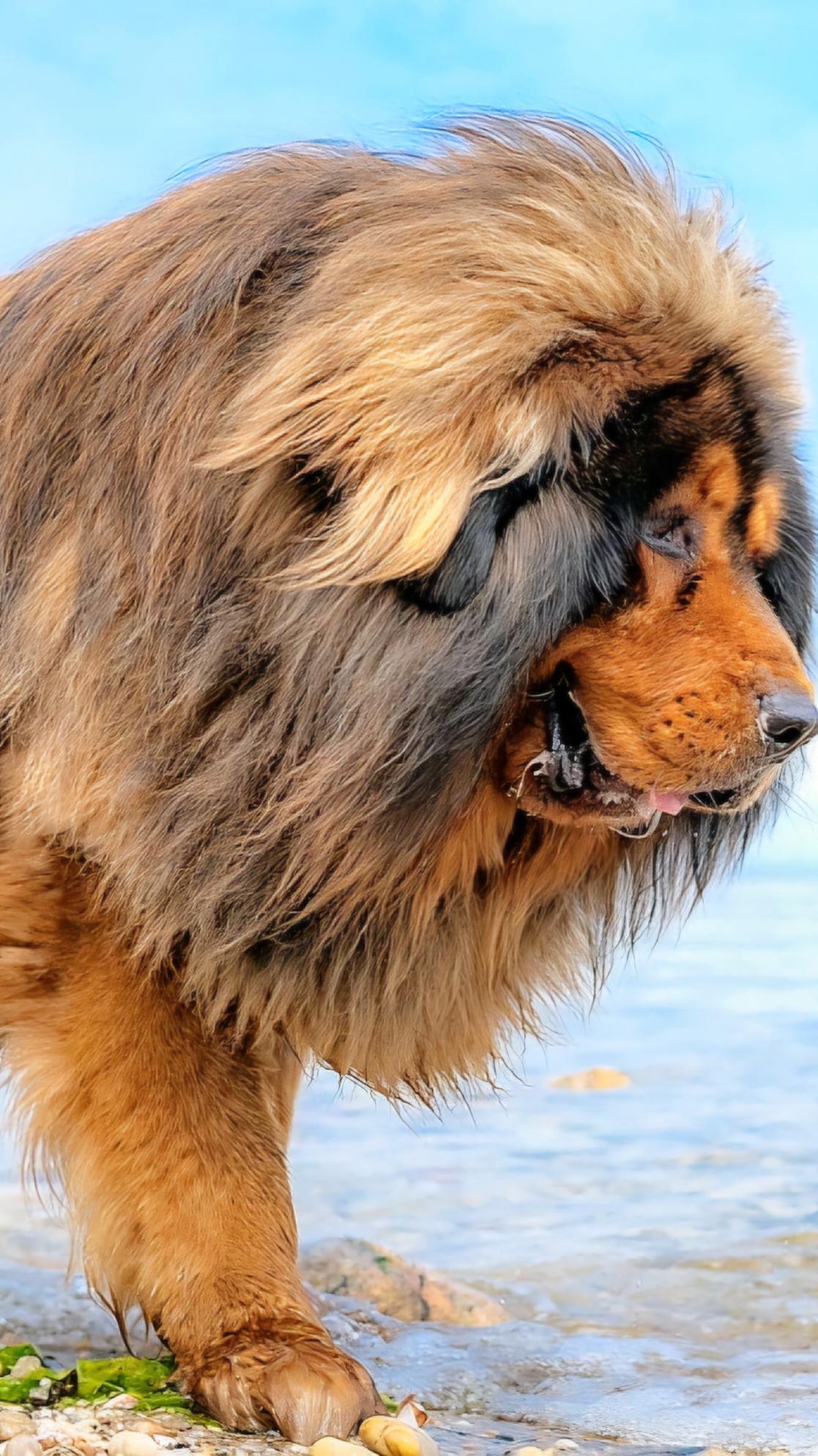 At first I thought he was a lion. 🥵 #amazing #foryou #tiktok #dog #video 