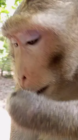 Cute monkey videos 🤩🤩🤣 The Most Trending Monkey Videos Funny in the World 🌎🌍🌎 #monkey #trending #fypシ゚viral #foryou #tiktok 