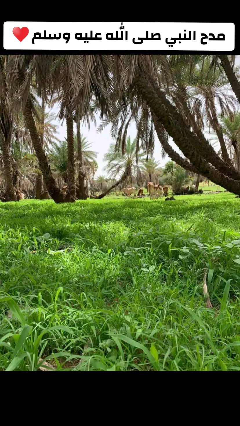 من اشواط مديح المصطفى صلى الله عليه وسلم 👏👏🇲🇷