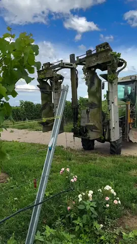 Kendaraan khusus untuk memangkas batang tanaman anggur #fyp #trending #viral #reels #shorts #vod #fbpro #facebookpro #pemula #pertanian #agriculture #farming #perkebunan #kebun #gardening #garden #harvesting #anggur #grape 