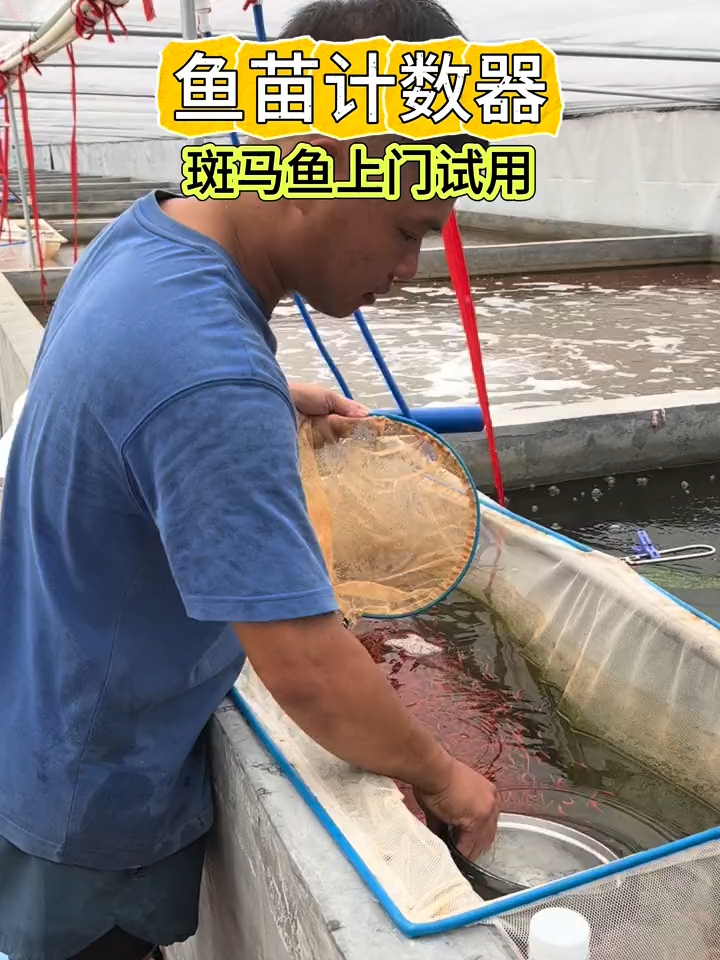 观赏鱼上门试用#aquariumfish #fishfarming #fishfarms #fishtank #fishtanks #aquaculturefarm #aquaculture#ediblefish#frycountingmachine