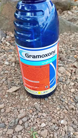 herbisida gramoxone 1 liter #herbisida #herbisidarumput #gramoxone #roundup #pembasmirumputliar #pembasigulma #recomendation #semprotanair #petanimuda #petanimilenial #berkebunhappy #wibgajian #promoguncang88 #murah #promo #masukberanda #fypシ #fypシ゚viral #foryoupage 