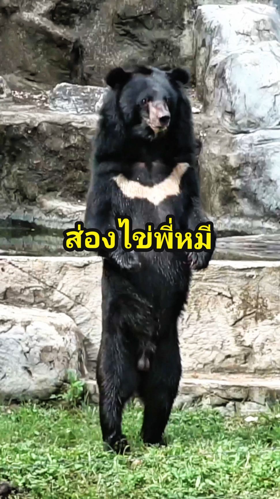 ไข่หมีแทร่ๆ ที่ไม่ใช่ไข่ปลอม 🙃🐻 #เชียงใหม่ไนท์ซาฟารี #เชียงใหม่ไนท์ซาฟารี #นั่งรถชมสัตว์ #เดินชมสัตว์ #สวนสัตว์tiktok #สัตว์โลกน่ารัก #เชียงใหม่ #เชียงใหม่หวานเจี๊ยบ #TikTokกินเที่ยว #หมีควาย 