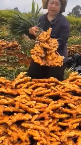Sungguh luar biasa hasil pertanian jahe di negara Cina #fyp #trending #viral #reels #shorts #vod #fbpro #facebookpro #pemula #pertanian #agriculture #farming #perkebunan #kebun #gardening #garden #harvesting #jahe #ginger 