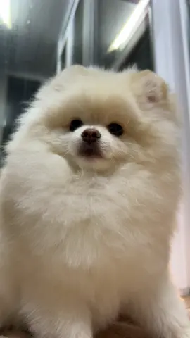 #шпіц #померанскийшпиц #pomeranianlove #spitz #dogsoftiktok 