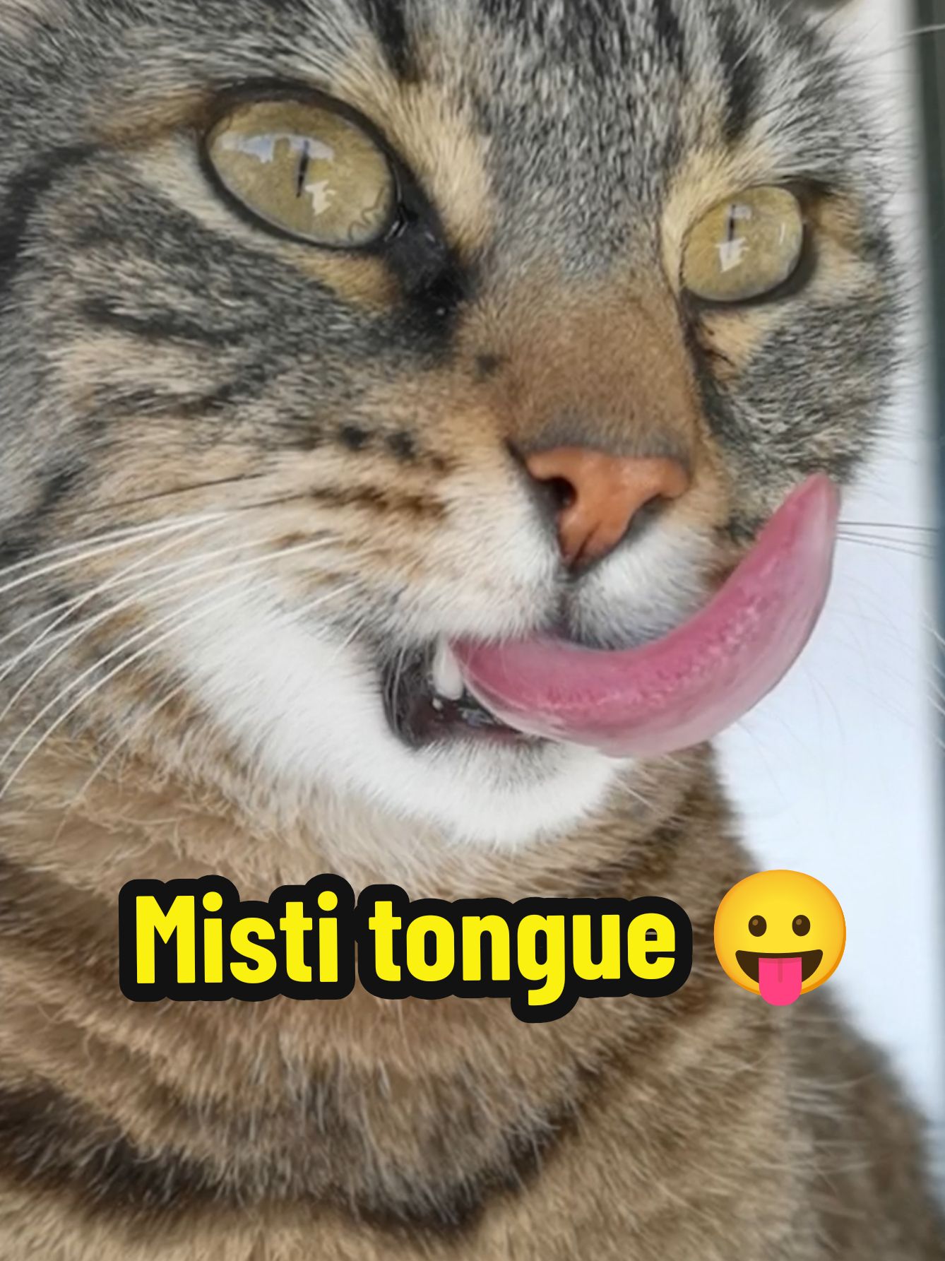 Misti Tongue Out Pro 😻😸😛😻😸 #cat #catsoftiktok #viral #fyp 