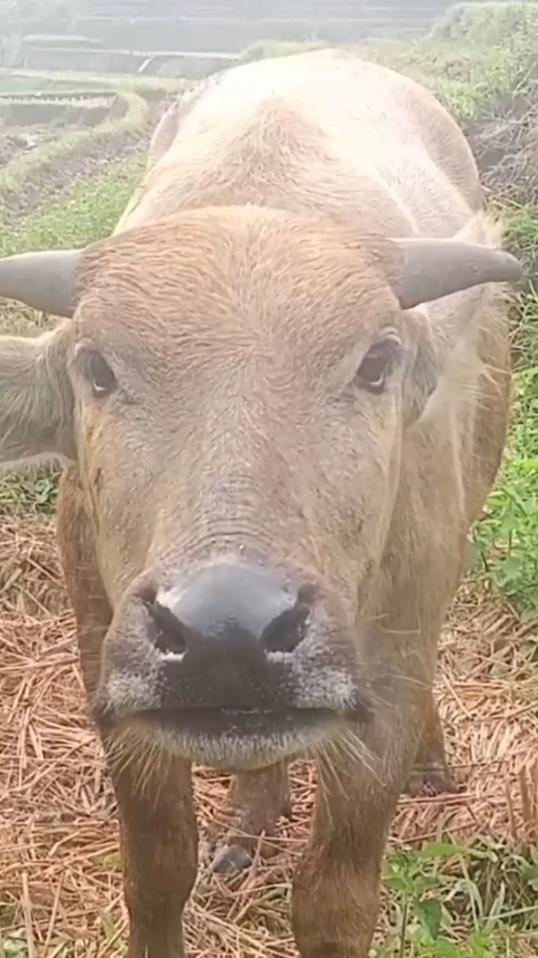 Anak kerbau lucu dan Jiak #kerbauunik #kerbaulucu #kerbaujinak #kerbaubule #kerbauhitam #kerbautoraja #kerbaumahal #kerbauviral🐃 