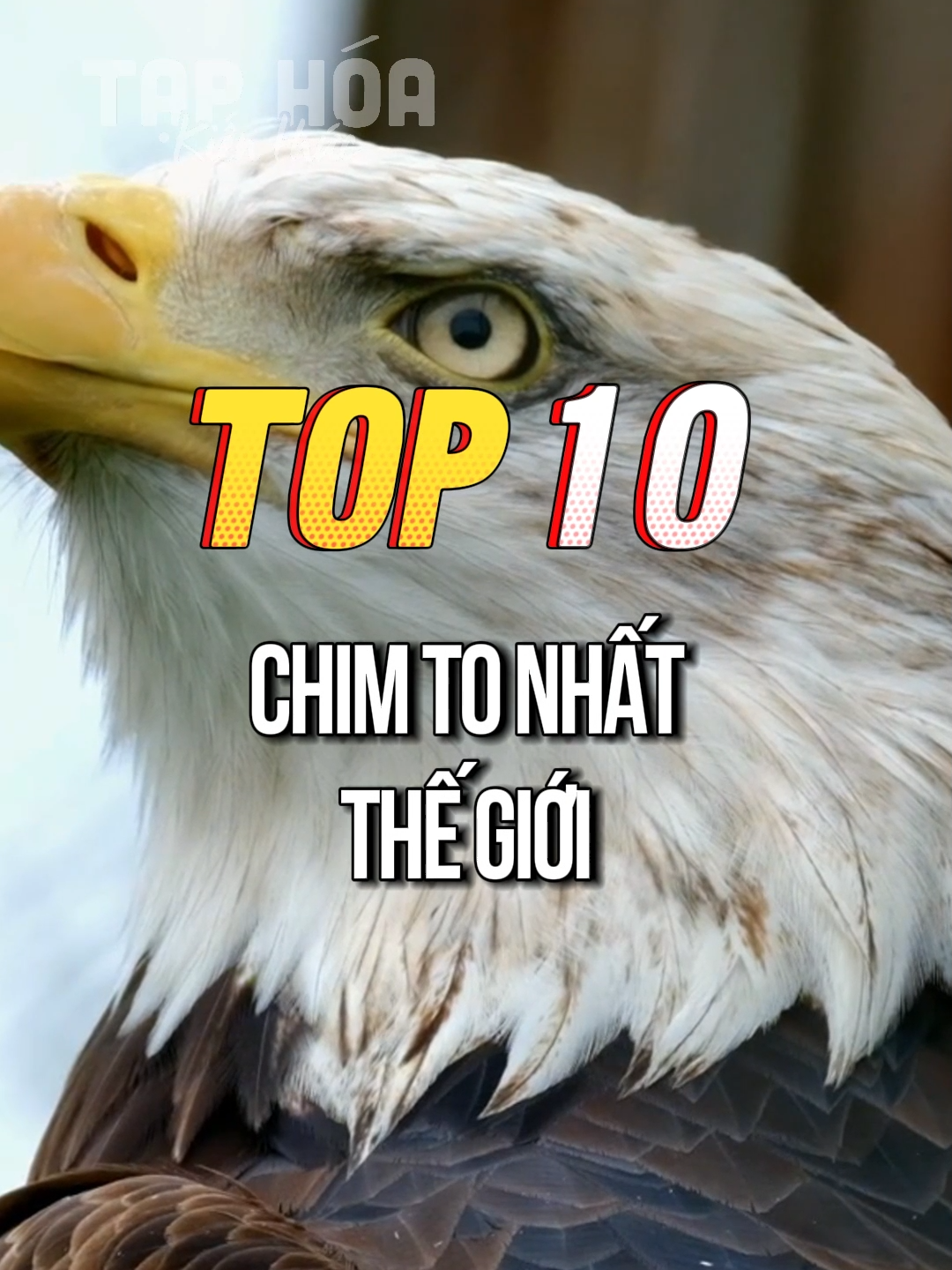 TOP 10 CHIM TO NHẤT THẾ GIỚI#top10#biggestbird#biggest#intheworld#tiktok#xuhuong