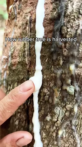 Natural rubber #natural #rubber #asmr #cutting #tree #nature #forest #satisfying #naturevibes 