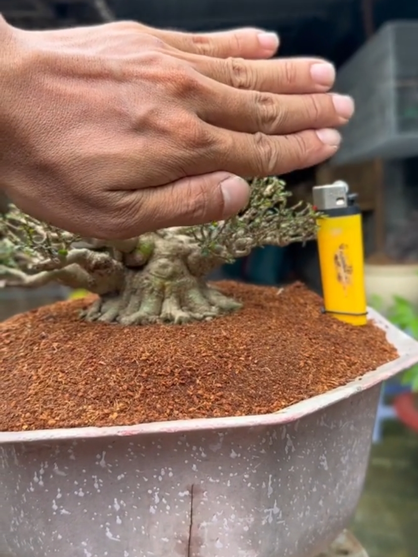Pohon bogel kecil-kecil kecil cabe rawit 🌿😁 follow : @donnaked_86 Pict :  inspirasi  Facebook: Donnaked #donnaked86 #bonsai #bonsaithre #fyp #jualbonsia #bonsaimame #bonsaisancang #beringin #kimeng #taman #bonsaithemax #mame #bibitbonsai #bonsaigarden #bonsaivietnam #bondsaithailand #jualtanaman #antingputri #jualbosai #jualbelibonsai #jualbonsaimurah
