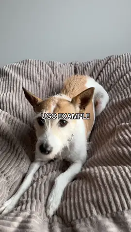 Recent content I created for a pet food brand. I specialise in pets, health, fitness, skincare, and lifestyle UGC, but also collaborating with a bunch of other brands as well. Flick me a message if you want to chat about working together🕺🏼 #ugc #ugccreator #maleugc #maleugccreator #ugccreation #contentcreation #contentcreator #fitnessugc #healthugc #lifestyleugc #malecontentcreator #malecontentcreation