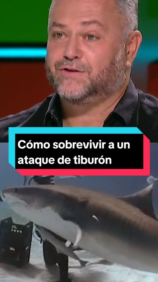 ¿Qué debemos hacer si nos ataca un tiburón? El experto Karlos Simón, que tiene experiencia buceando con estos animales, explica cómo actuar #tiburones #ataquetiburon #tiburon #animales #zapeando