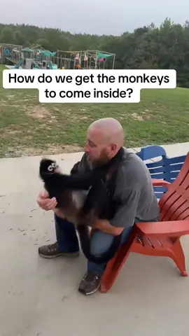 A question we get alot is how do we get the monkeys to go inside from playing in the trees. The are very good and just go when we go, it’s usually really that simple🩵#LIVE #TikTokLIVE #LIVEhighlights 