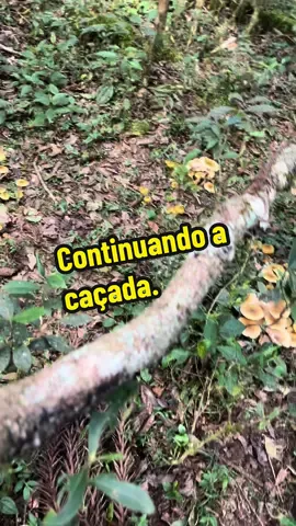 Encontrei mais cogumelos.