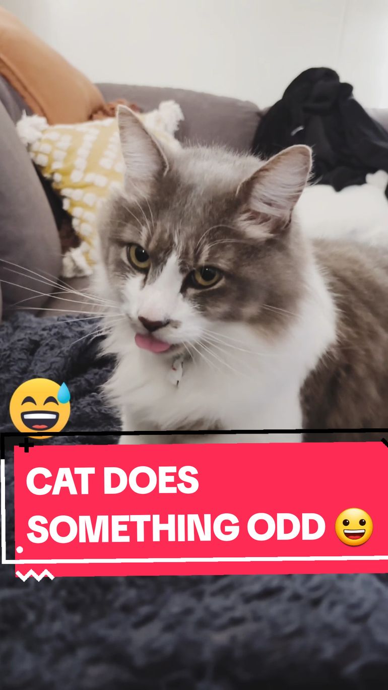 Look at this adorable funny cat! #cats #cat #kitten #kittens #funnycats #cutecats 👉video credit & check out original go to: @k8rssa