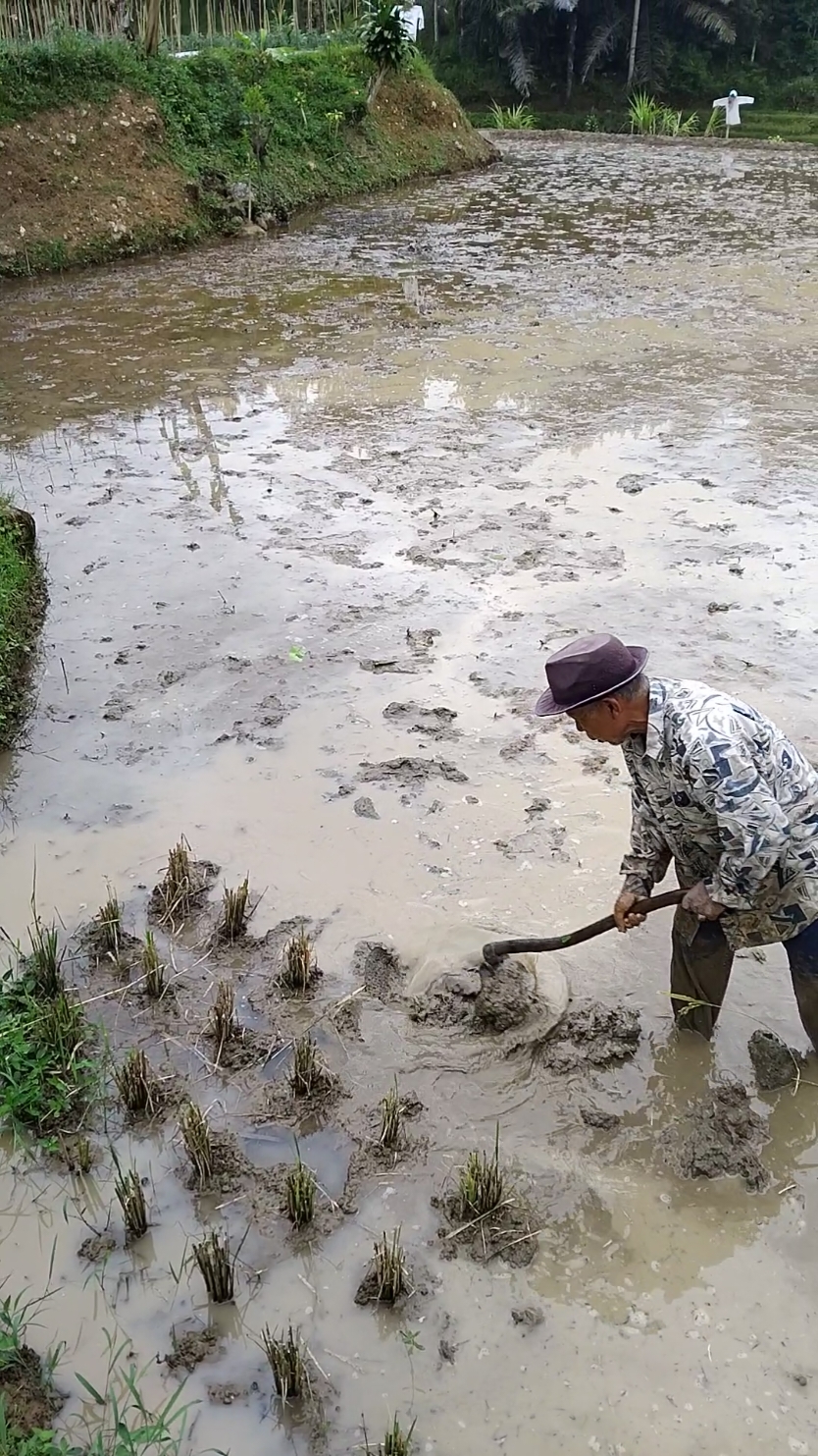 salut sama semangat nya abah #cangkul #sawah #abah #viralvideo #fypシ゚viral