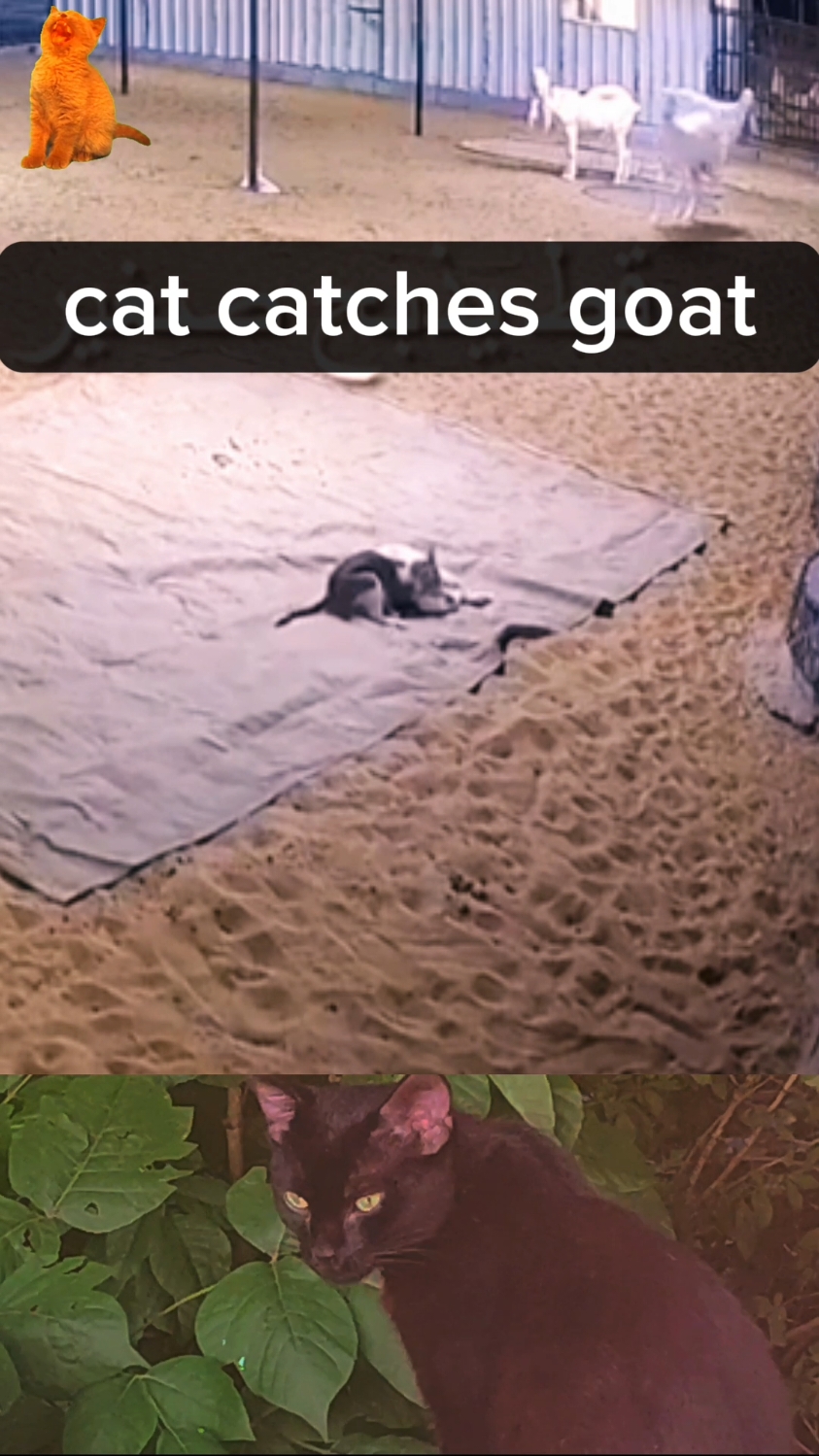 cat catches goat #cat #goat #animals  #animalworld #animallifestyle #predator #prey #animalsoftiktok #catsoftiktok 