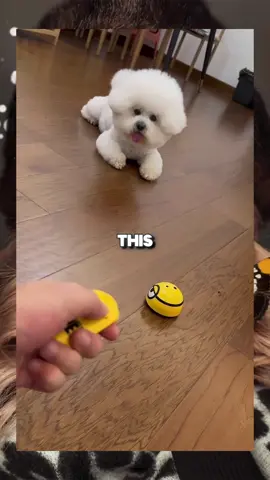 Love dog #dog #pet #animals #viraltiktok #viral 