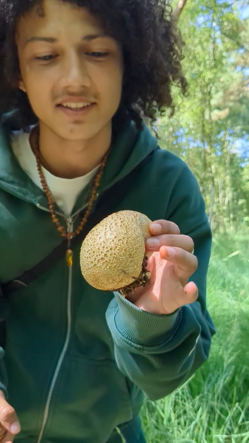 Ab in die Pilze ❤️🍄 #fy #pilztok #natur #pilzsuche 