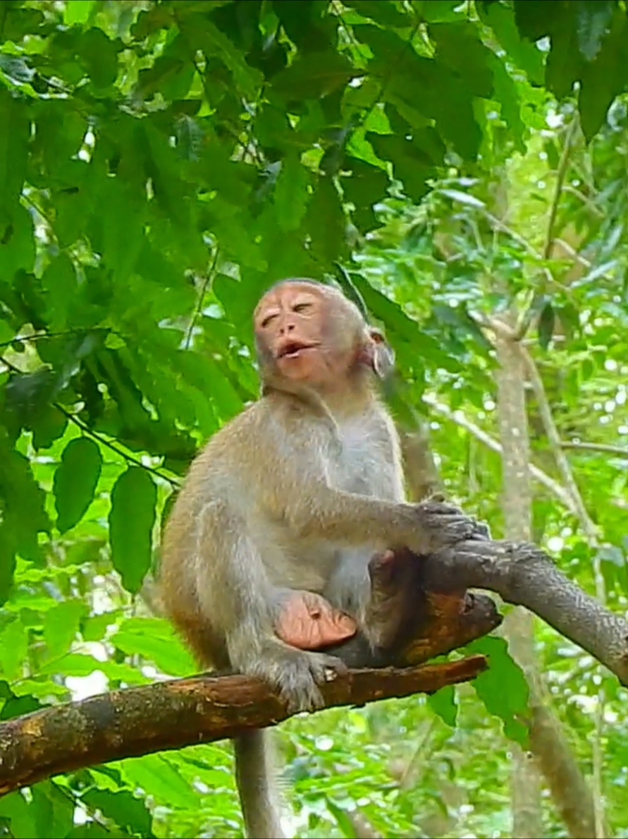 Most pity small monkey cry lost Mom #cuteanimals #funny #monkeycry #poormonkey #babymonkey 