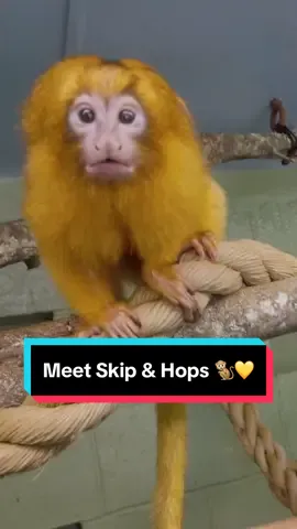 Two adorable baby golden lion tamarins were born at Audubon Zoo on Leap Year Day and can now be seen in a new exhibit along with their parents. The youngsters are aptly named Skip and Hops in honor of their unusual birthday. These babies are the first set of offspring for parents Ipa (mother) and Picante (father).  #goldenliontamarin #monkeys #monkeysoftiktok #cuteanimals #audubonzoo 