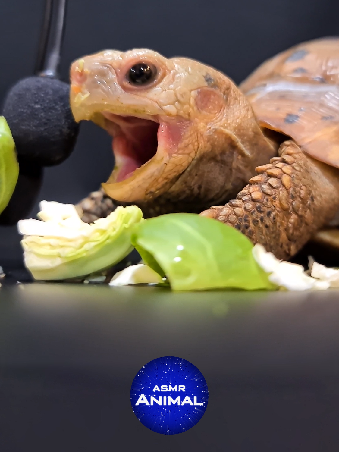 ASMR Turtle Tortoise Winks And Yawns #asmr #turtle #tortoise