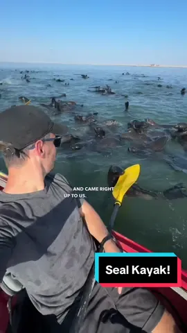 The BEST seal encounter in Namibia! Anyone can do this experience when you’re in Walvis bay… a MUST-DO when visiting Namibia. #kayaking #seals #namibia #africa #ocean 