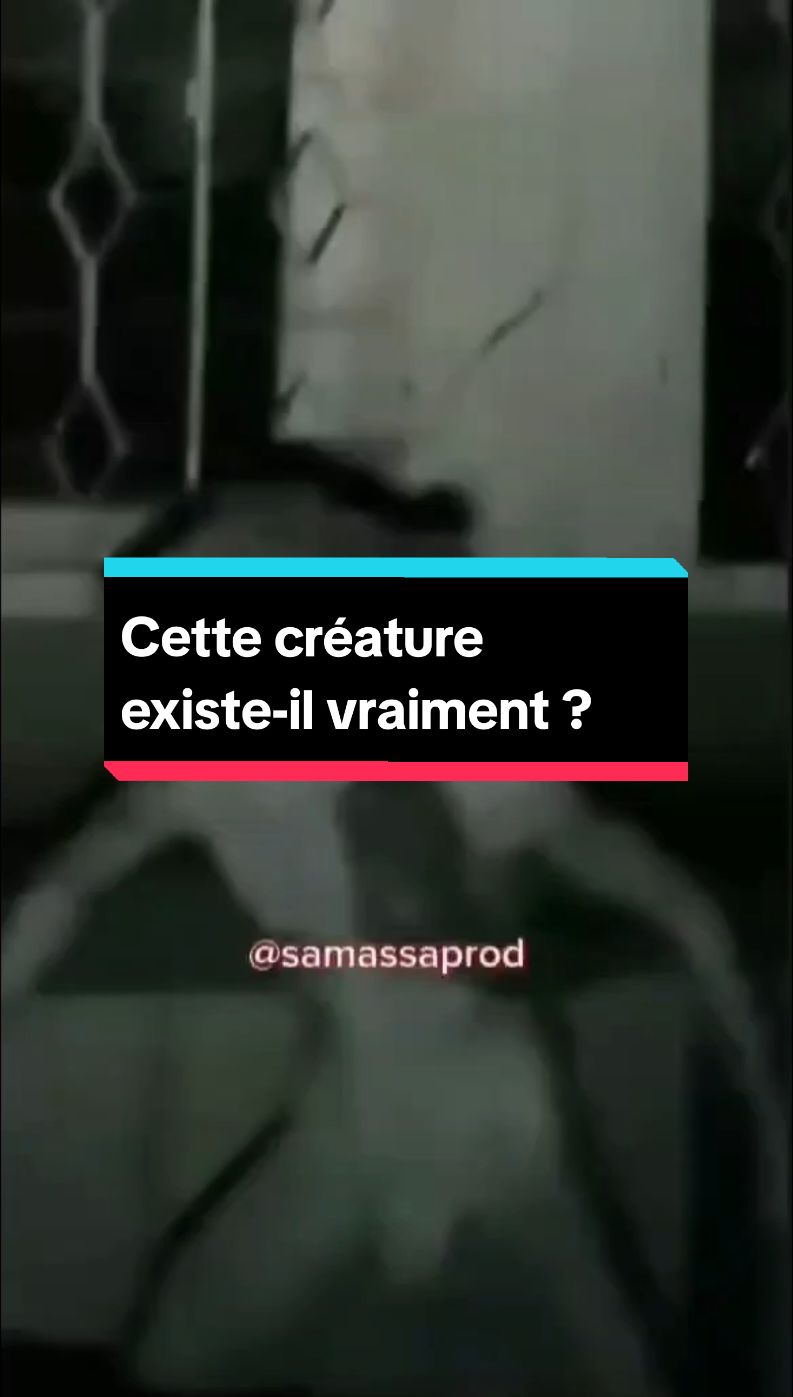 Cette créature existe-il vraiment ? #faitsdivers #histoirevrai #creature #mystere #miracle #viral 