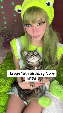 Here is a bunch of nixie kitty content in honor of her sweet 16- she has caught so many tears and has been there through so many laughs. She is the most consistent thing in my life. 16 years baby. She is my whole world. 