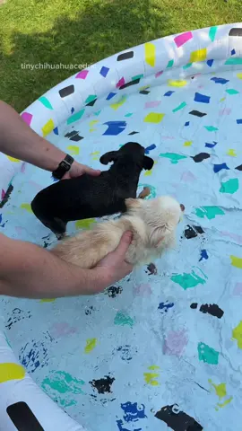 SOUND ON 😉💦 We’re making big tiny dog spahes in our cute small dog pool 😆 This is our summer vibe ☀️ Just spahing away in the pool without even trying to swim 😅 Maya needs a lot of training, her spahing is a bit slow 😉 I say we’re just training for the next chihuahua olympics and cutrently I would definitely get the gold for smwimming 😉🐶🐾😆💦 #fyp #chihuahuacedric #funnydog #poolparty #olympics #swimmingdog 