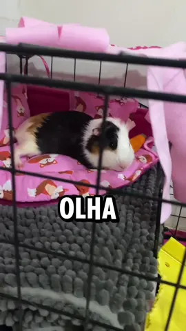 A animalzinha mais folgada que você vai ver hoje KKKKKKK🤣🤣🩷 #porquinhodaindia #animal #pet #humor 