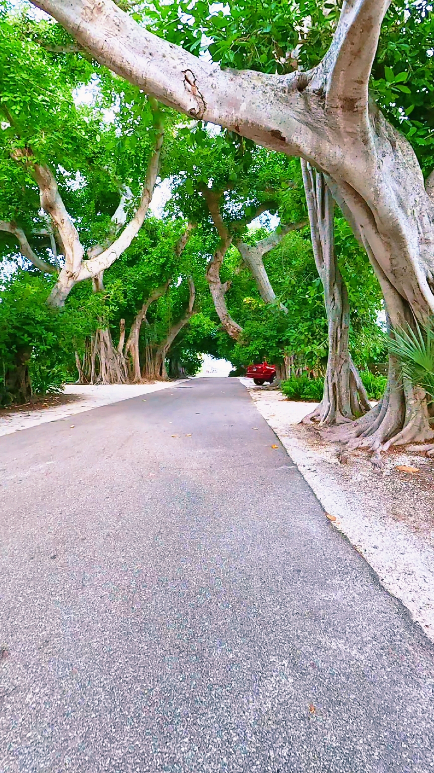 Banyan Trees on a not so known island  In Southwest Florida ..... #floridalife #island 