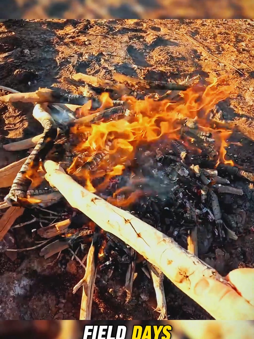 Giant CRAB - Catch and Cook P7 #crab #camping #fishing #survival #catchandcook #fielddays #fyp 