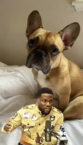 I mean….maybe just dont take his favorite toy away then youll be straight. #Meme #MemeCut #dog 
