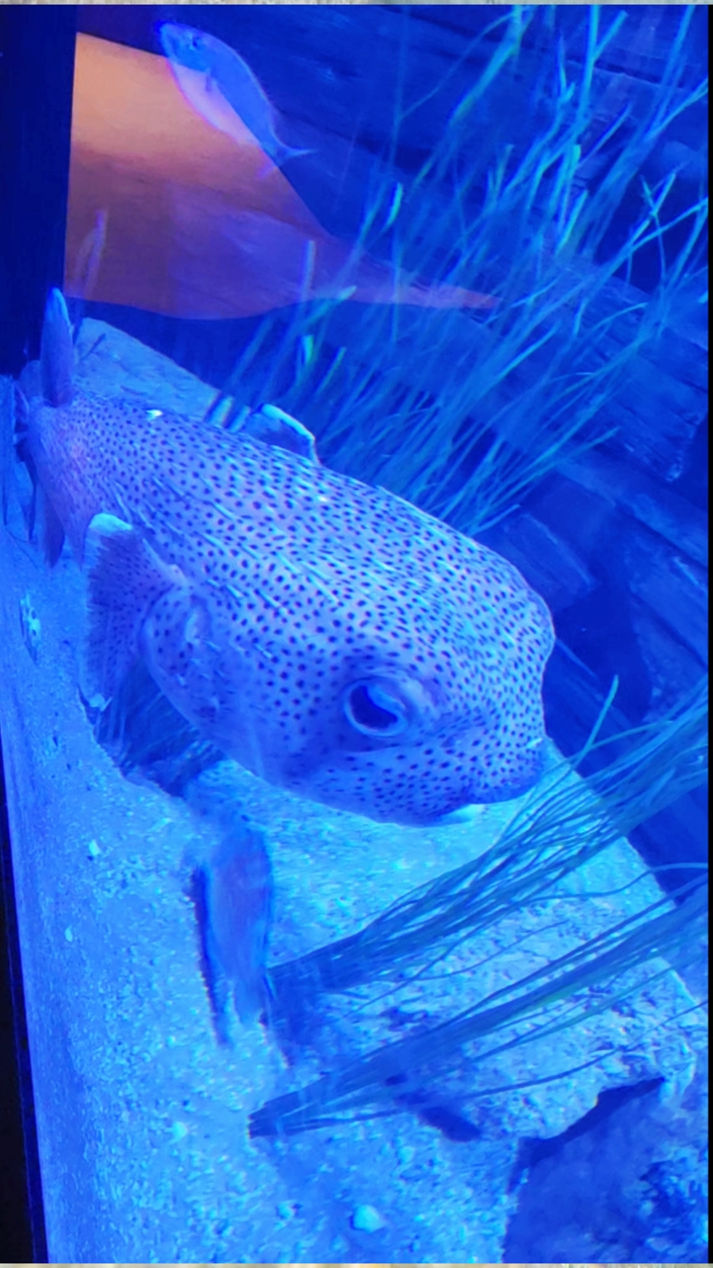 Come visit the aquarium with me, they even had otters and gators 🐊  #aquarium #northcarolina #travel #fish #gator 