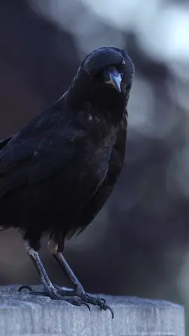 Calming Crow Watching  #crow 