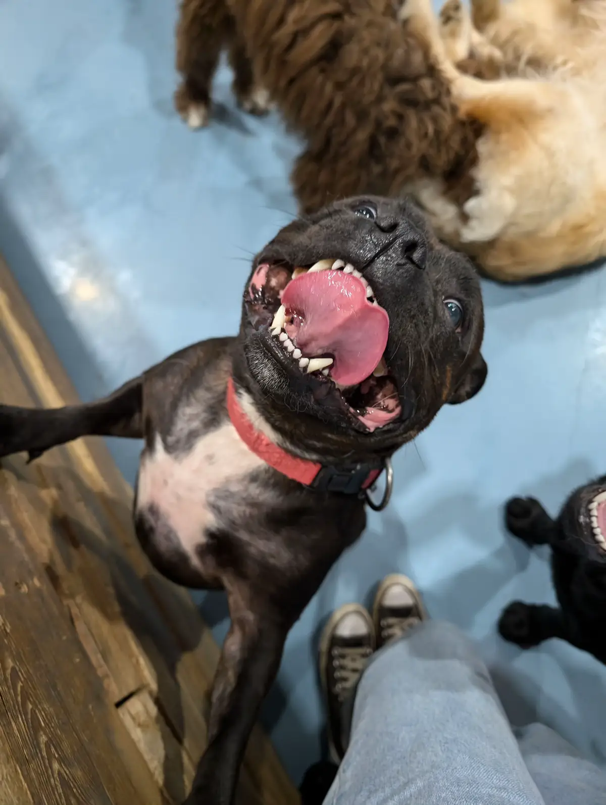 #staffysmile #doggydaycare #happystaffy #staffy #staffordshirebullterrier #dogsoftiktok #staffypuppy #staffie