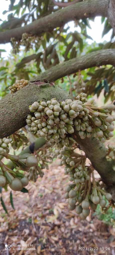 Quy trình kích hoa sầu riêng #hoasaurieng #kichmatcua #taomamhoa #durian #reels #capcut #tiktok 