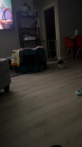 We got a shitzu puppy the other day and he’s definitely earned his name. #shitzu #puppy #foryou #mylesthemenace 
