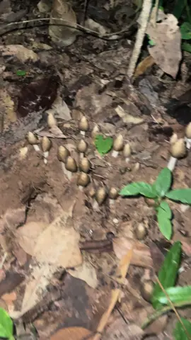 ระยองก็แค่ปากซอย🍄 #ระยอง #เห็ดโคน #เห็ดปลวก #เห็ด 