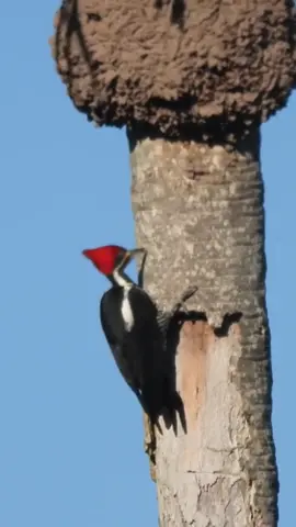 Canto de Pássaros - PICA-PAU-DE-BANDA-BRANCA - Lineated Woodpecker #birds #cantodepassaros