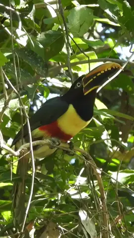 Canto de Pássaros - ARAÇARI-CASTANHO - Chestnut-eared Aracari #birds #shorts