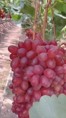 kebun anggur merah #kebunbuah #bibitbuah #viralvideo 