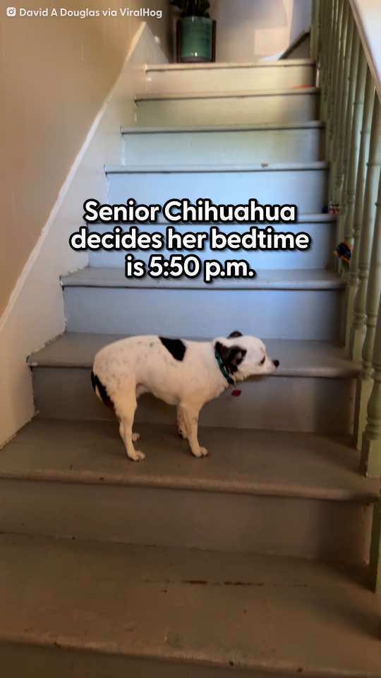 Senior Chihuahua won't go to sleep until all her needs are met — and makes her dad get up in the middle of the night, every night! We talked to David about how he went from not loving little dogs to being the servant of one ❤️ Keep up with @David & Katrina’s World  Footage provided by @ViralHog 