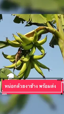 #หน่อกล้วย #หน่อกล้วยงาช้าง #สินค้าการเกษตรราคาถูก #พืชพันธุ์ยักษ์ #บีโบ้สายเดา 